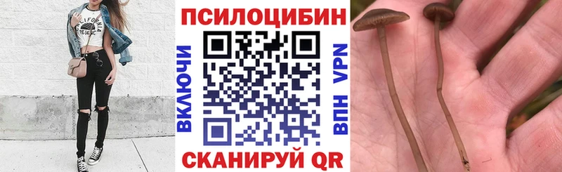 ОМГ ОМГ как зайти Лениногорск дарк нет клад Псилоцибиновые грибы Magic Shrooms